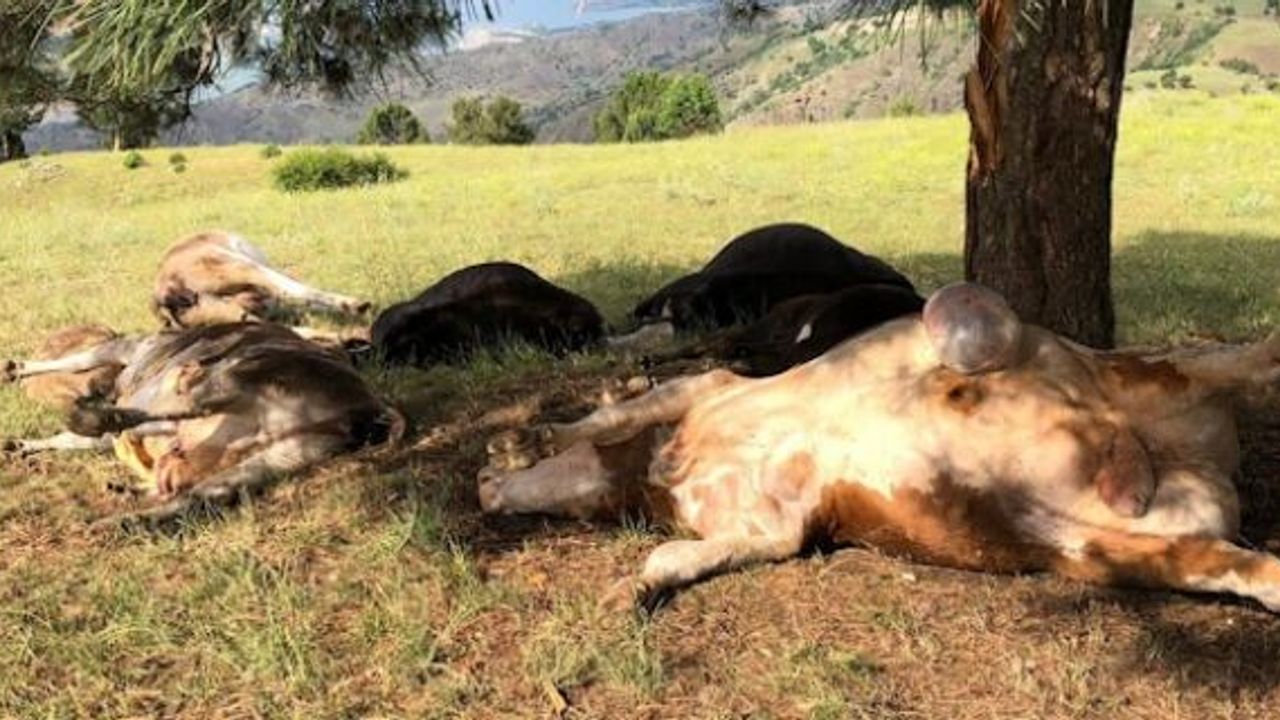 Yıldırım düştü, 8 hayvan telef oldu