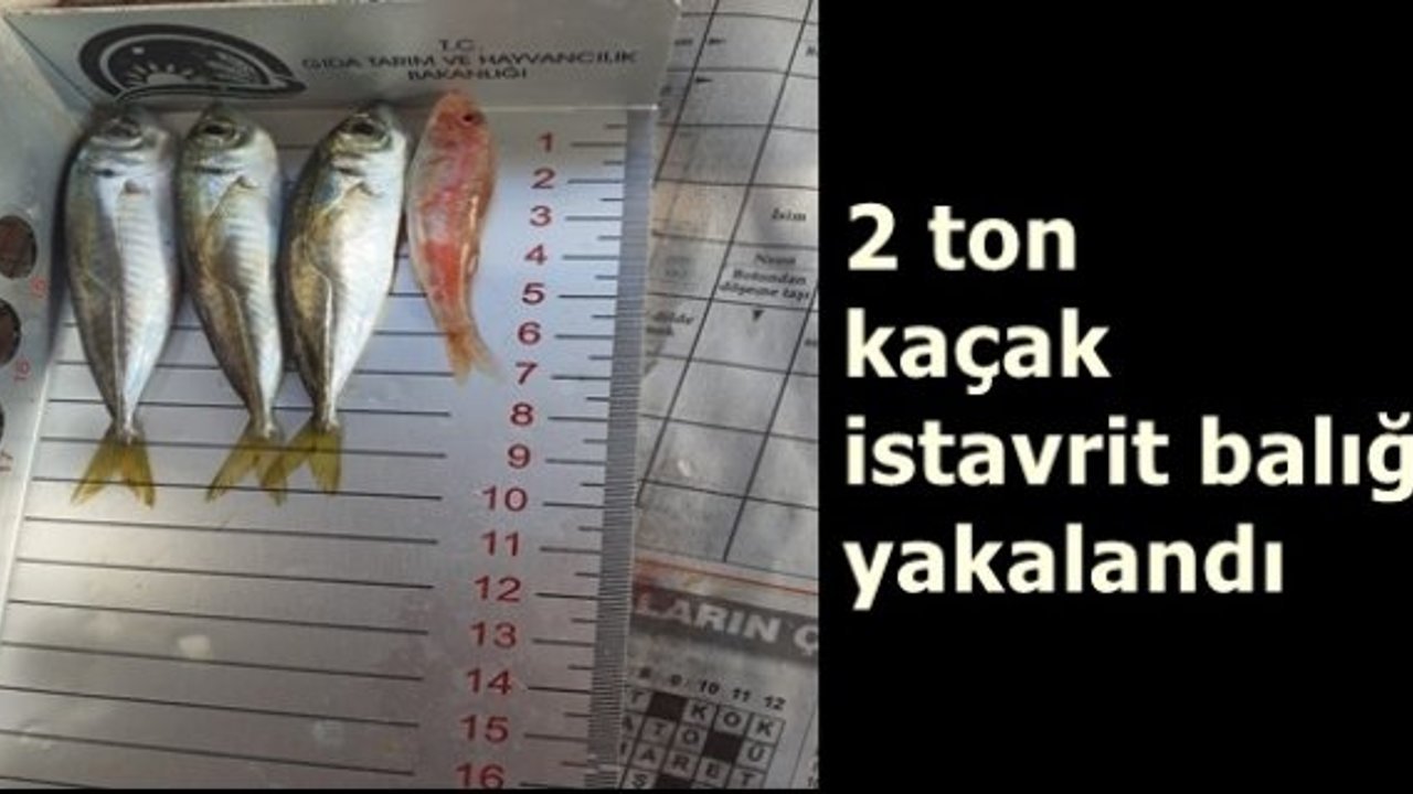 2 ton kaçak istavrit balığı yakalandı