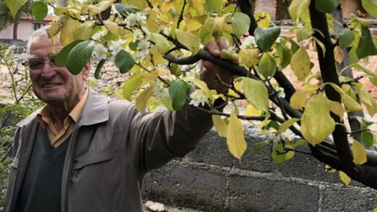 Erik ağacı kışın ortasında çiçek açtı