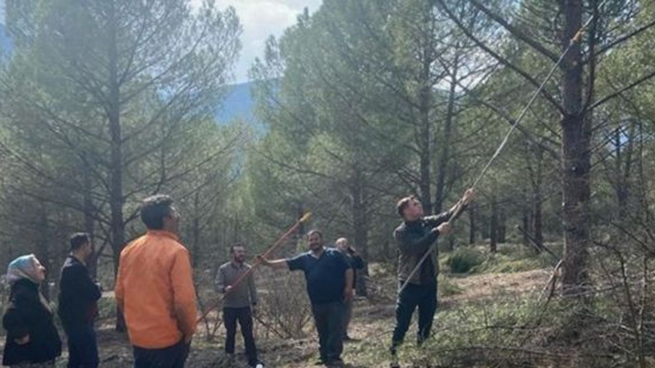 Kargı’da fıstık çamı ormanları köylünün yüzünü güldürecek