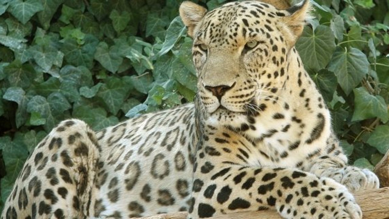 Kargı’da Anadolu Parsı görüldü: Vatandaşlara uyarı yapıldı