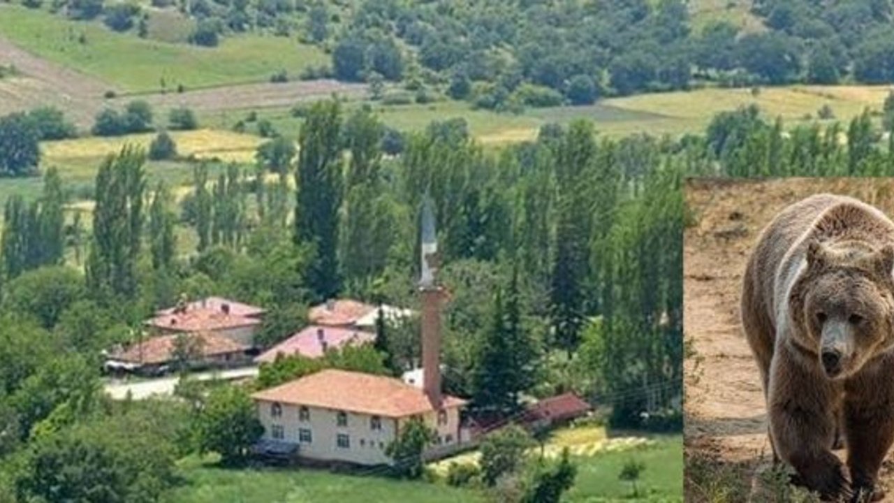 Kargı’da mantar toplarken ayının saldırısına uğrayan kişi yaralandı!