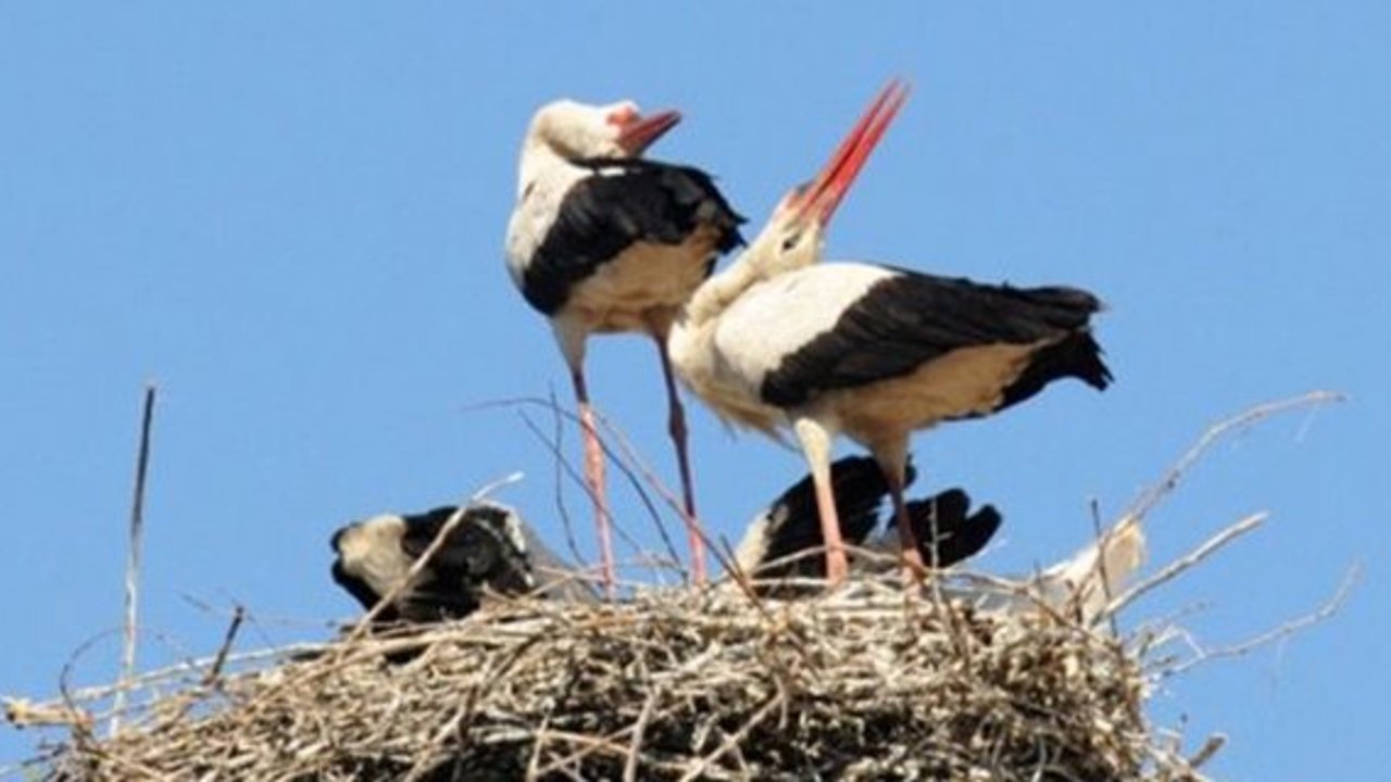 Baharın müjdecisi leylekler Kargı’ya gelmeye başladı