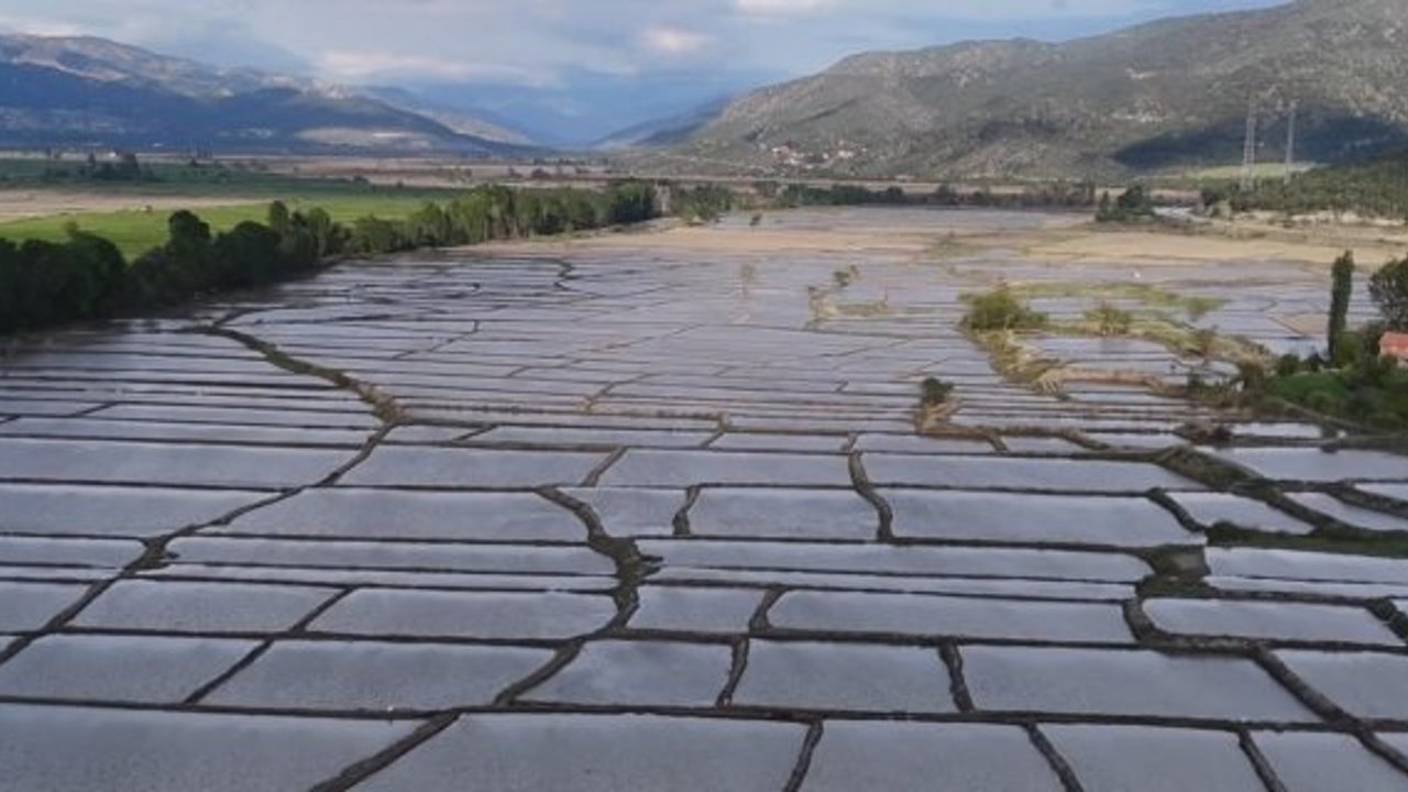 Kargı Belediyesi çeltik arazilerinden 38 Milyon TL gelir elde etti