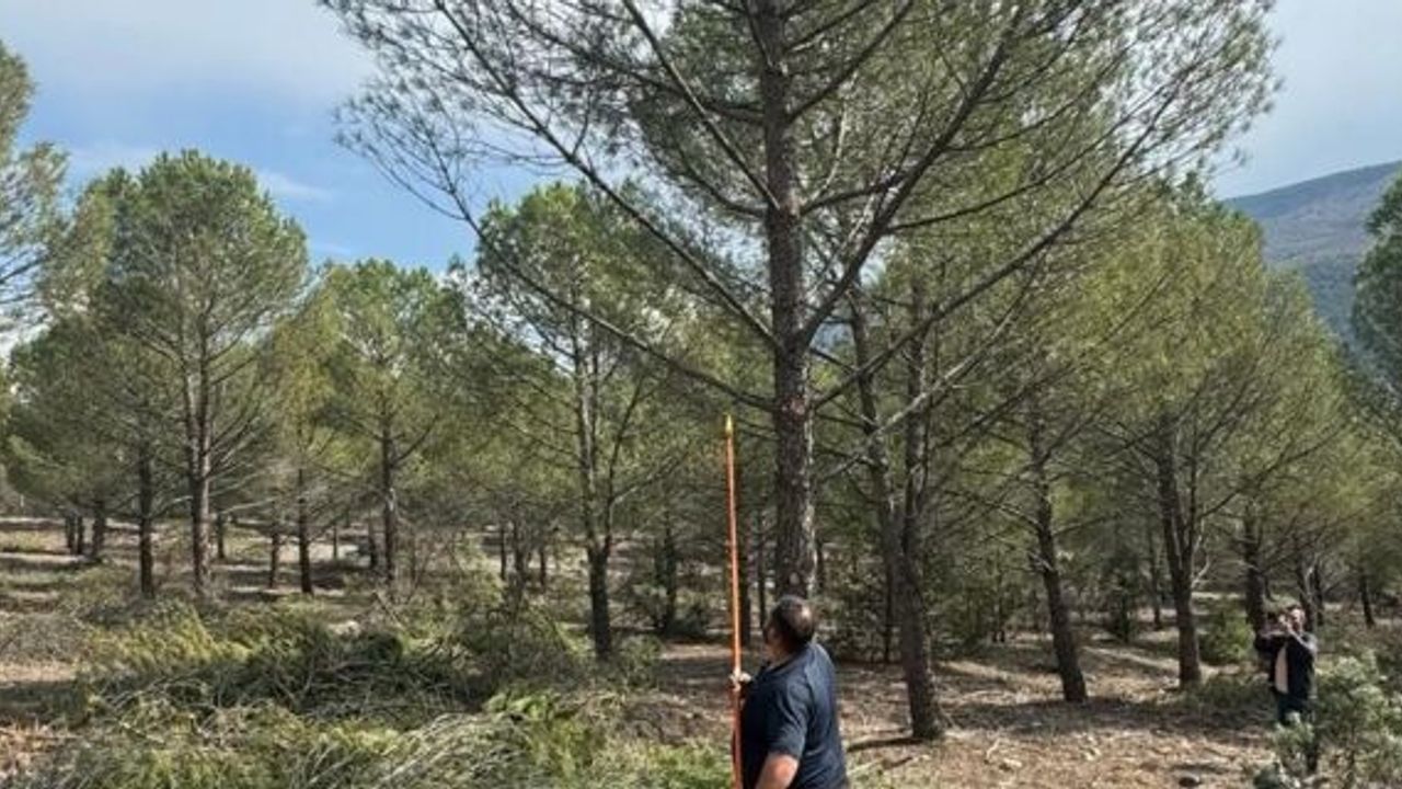 Kargı'da fıstık çamı ormanları yüz güldürecek