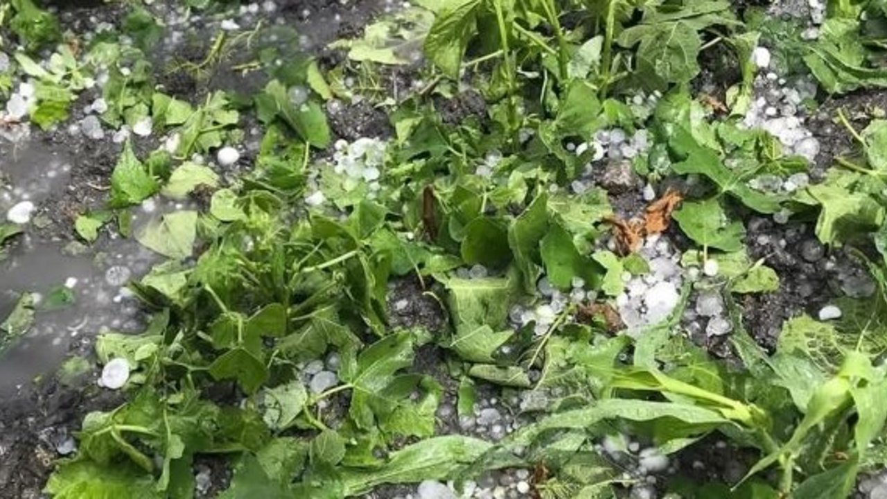 Kargı'yı ceviz büyüklüğünde dolu vurdu