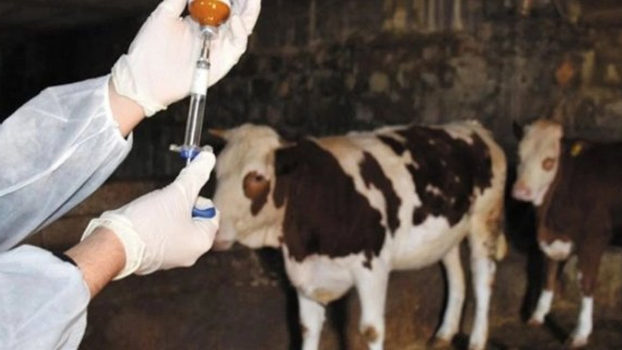 Çorum’da şap tehlikesine karşı aşılama seferberliği başlatıldı