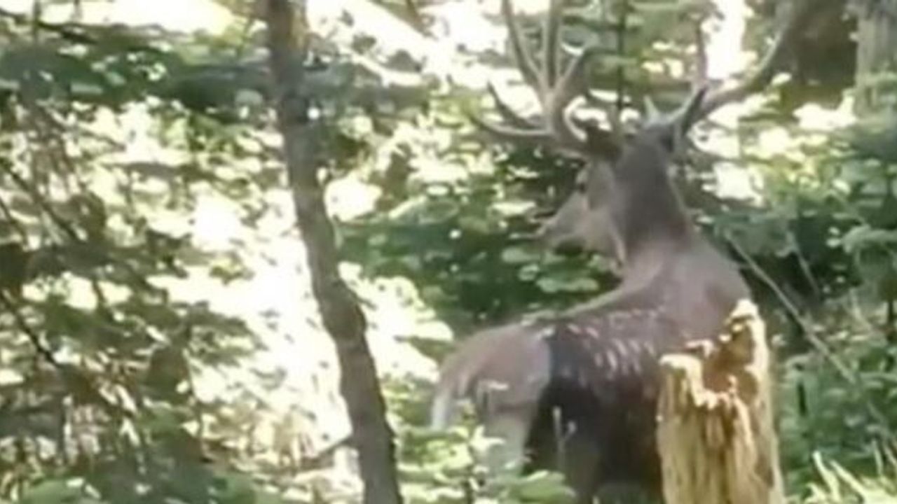 Görenler şaşkınlığını gizleyemedi! Benekli kızıl geyik görüntülendi
