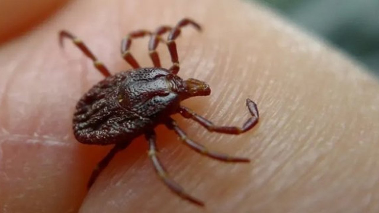 Kargı’daki kene türleri hakkında önemli açıklama! Kargı kene yönünden güvenli mi?