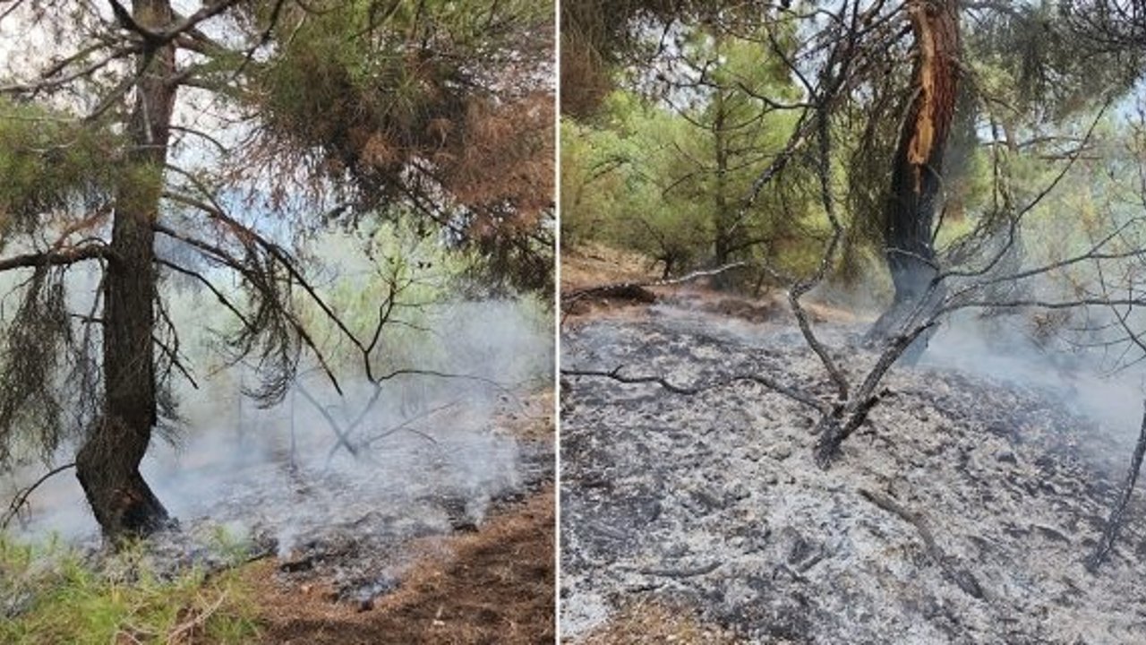 Kargı’daki orman yangını büyümeden kontrol altına alındı