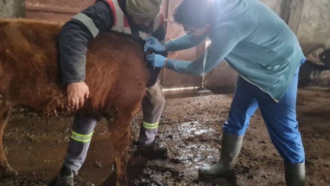 Kargı’da bulaşıcı hayvan hastalıklarıyla mücadele çalışmaları sürüyor