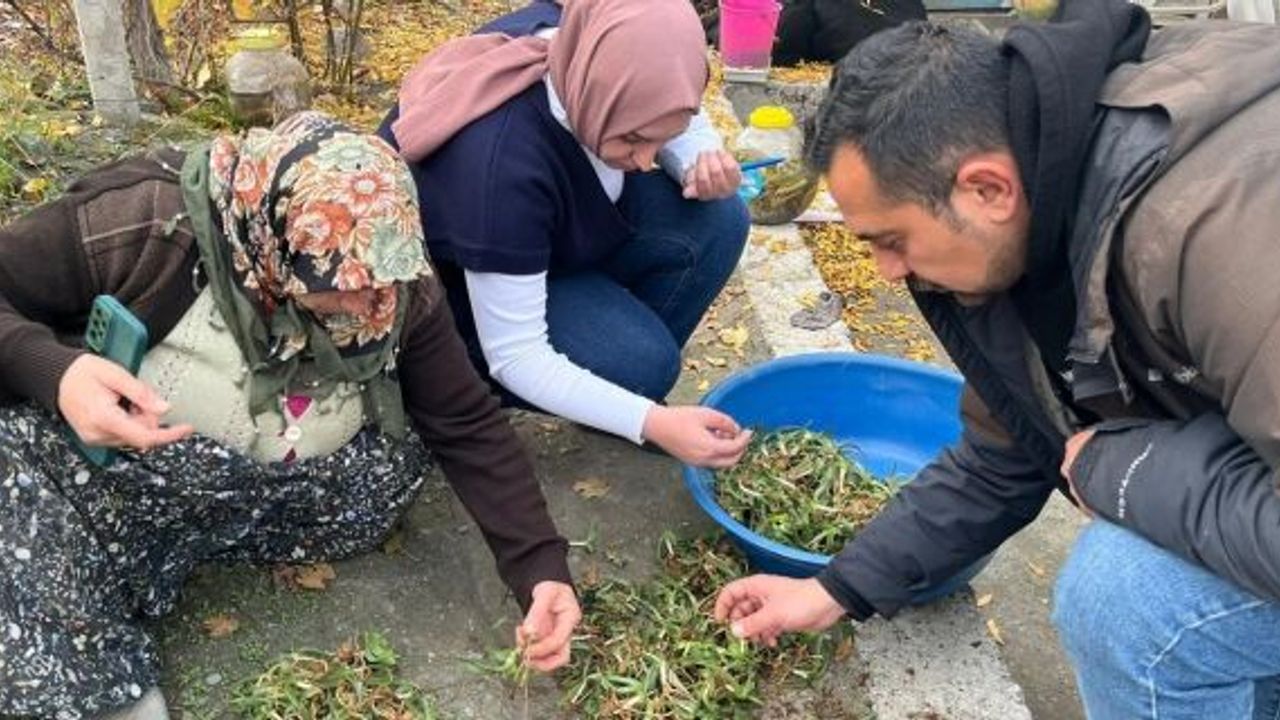 Kargı’da salep üretimine teknik destek: İlçe tarım müdürlüğü çalışmalarını sürdürüyor