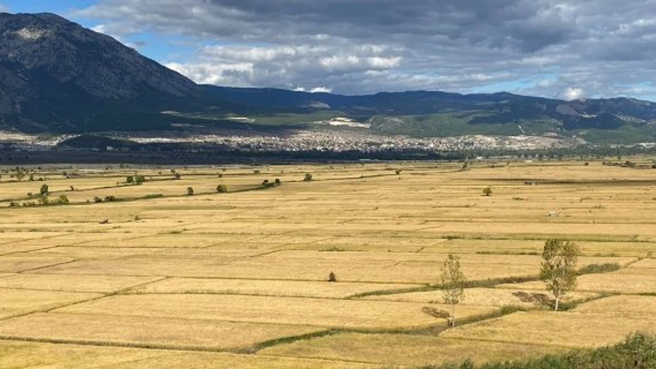 Kargı’da çeltik arazileri ihaleyle kiraya verilecek