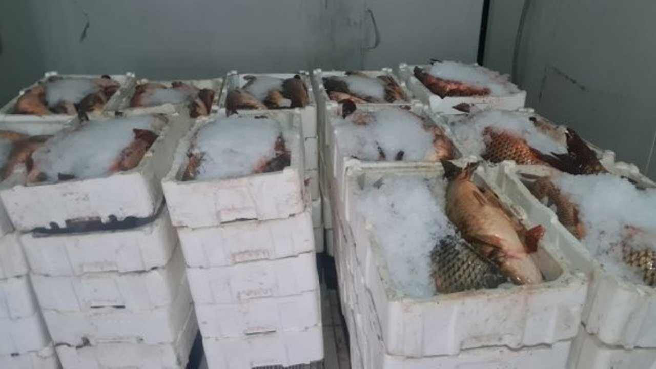 Kargı’da depolardaki balıklar tek tek sayıldı