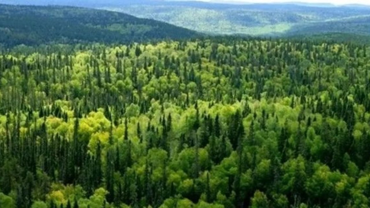 Kargı’da ormancılık hizmet alımı ihalesi yapılacak