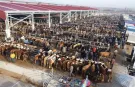 Çorum’da hayvan pazarları tedbir amacıyla kapatıldı