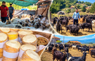 Kargı’da hayvancılık  ekonominin can damarı