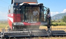 Kargı'da çeltik hasadı başladı