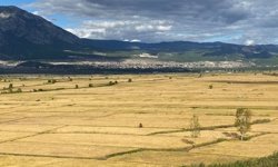 Kargı’da çeltik arazileri ihaleyle kiraya verilecek