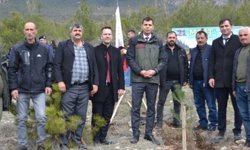 Kargı’da 250 çam fidanı toprakla buluştu