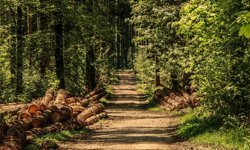 Kargı’da 2,5 kilometrelik orman yolu yaptırılacak