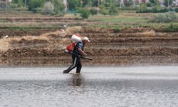 Çeltik ekim ruhsatı için son tarih 15 Mayıs