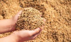 Kargı’da çeltik üreticilerine yönelik eğitim toplantısı düzenlenecek