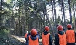 Kargı'da ormancılık danışmanlık hizmeti ihalesi yapılacak