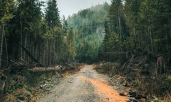 3,35 kilometrelik yeni orman yolu için ihale yapılacak