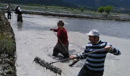 Beyaz altının ekimine başladı