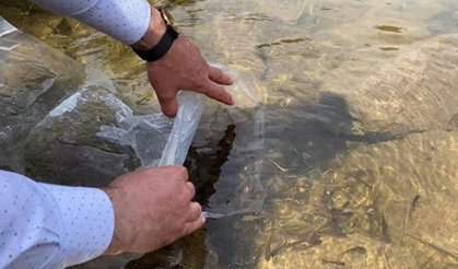 Gökçedoğan'a 10 bin adet balık bırakıldı
