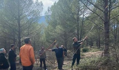 Kargı’da fıstık çamı ormanları köylünün yüzünü güldürecek