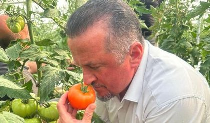 İlçe ekonomisine can katacak: Hedef 150 ton domates