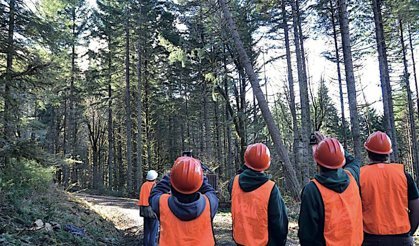 Kargı'da ormancılık danışmanlık hizmeti ihalesi yapılacak