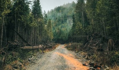 3,35 kilometrelik yeni orman yolu için ihale yapılacak