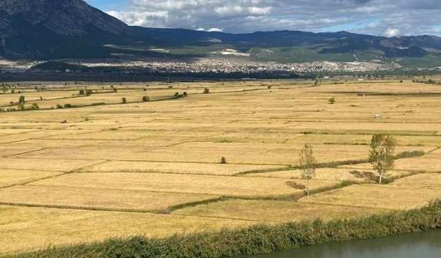 Kargı’da yılda yaklaşık 13 bin ton çeltik üretiliyor: Çeltik ekimi başladı