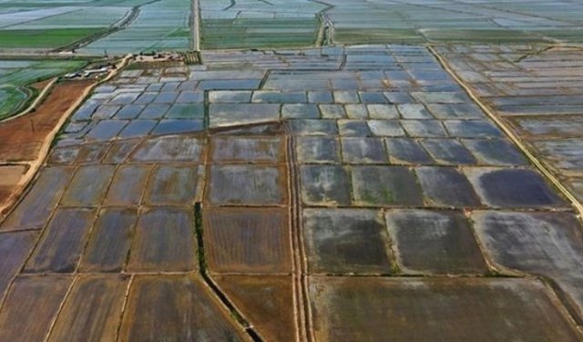 Kargı’nın bereketli topraklarında çeltik ekimi başladı