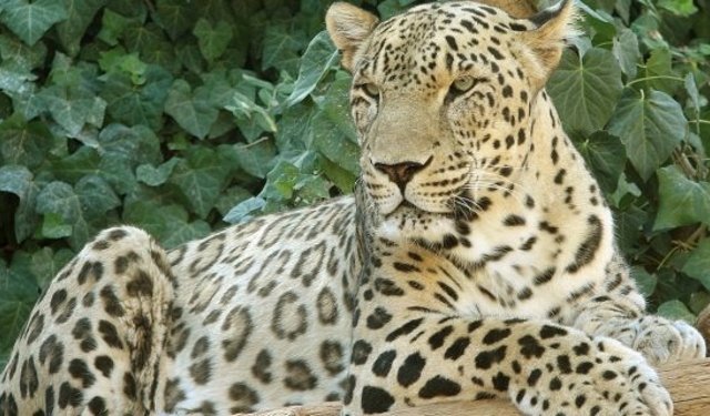 Kargı’da Anadolu Parsı görüldü: Vatandaşlara uyarı yapıldı