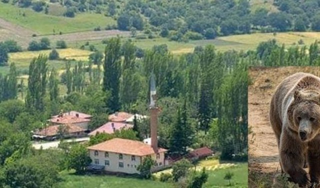 Kargı’da mantar toplarken ayının saldırısına uğrayan kişi yaralandı!