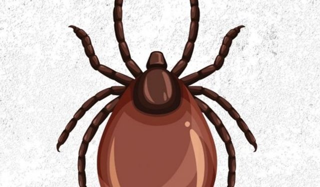 Belediyeden kene uyarısı