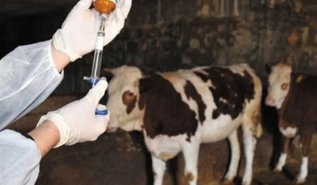 Çorum’da şap tehlikesine karşı aşılama seferberliği başlatıldı