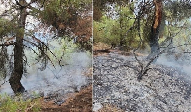 Kargı’daki orman yangını büyümeden kontrol altına alındı