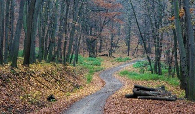Kargı’da orman yolu yapımı için ihale açıldı