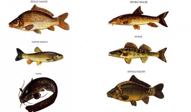 Kargı’nın su kaynaklarında 6 farklı balık türü tespit edildi