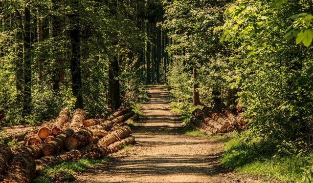 Kargı’da 2,5 kilometrelik orman yolu yaptırılacak
