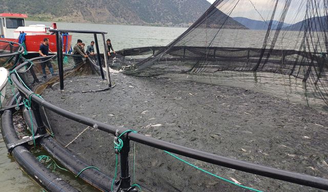 Boyabat Baraj Gölü'nde alabalık hasadı denetlendi