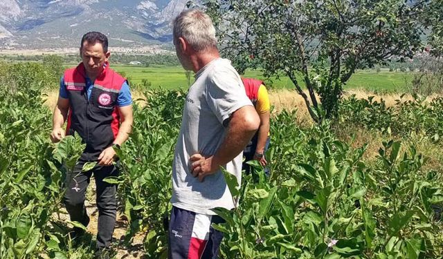 Kargı’da sebze üretim  alanlarına sıkı kontrol