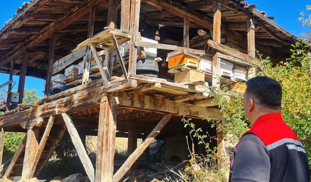 Kargı’da arı varlığı için saha denetimi sürüyor