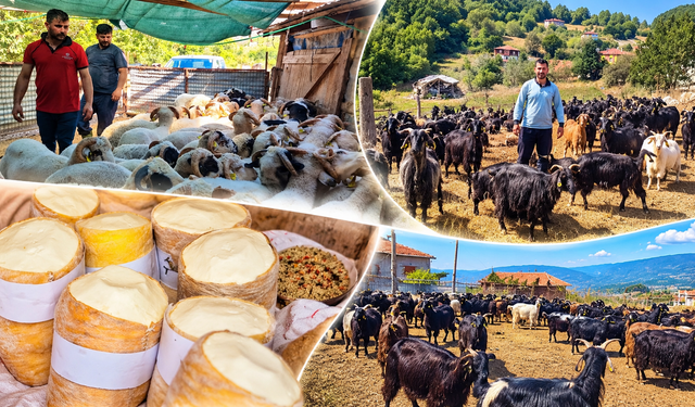 Kargı’da hayvancılık  ekonominin can damarı