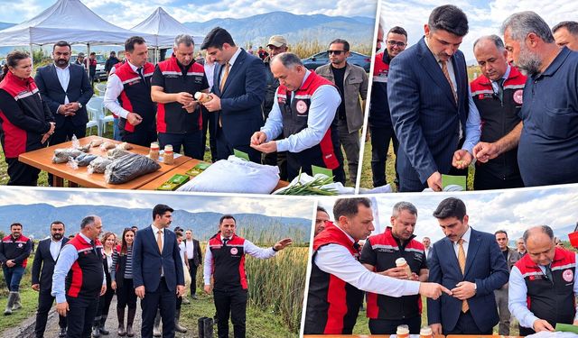 Yeni Çeltik Çeşidinde Deneme Hasadı Yapıldı